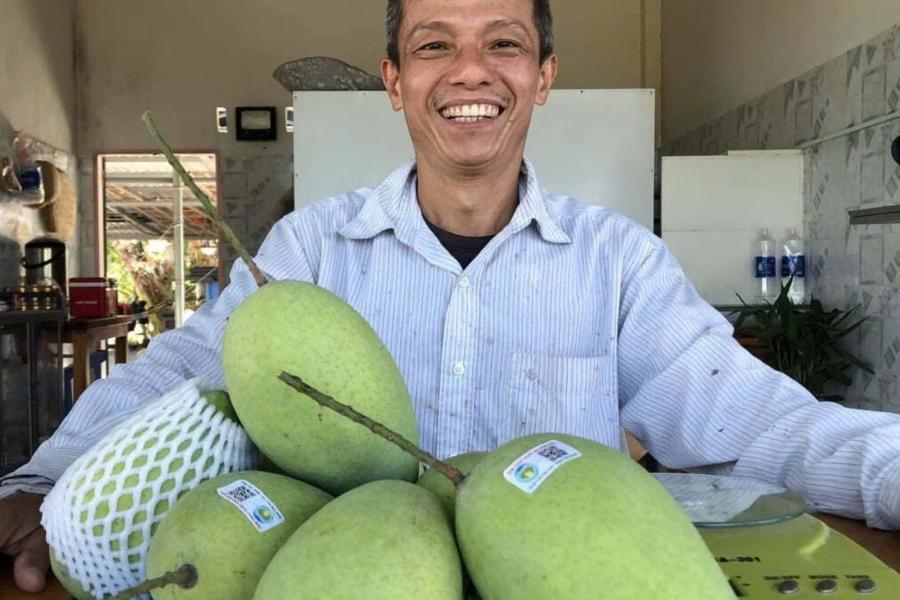 Trồng xoài cát Hòa Lộc - Trái cây đặc sản trên triền đồi nắng gió