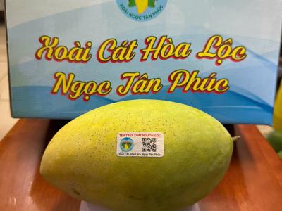 Xoài cát Hòa Lộc - Ngọc Tân Phúc