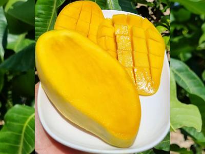 Xoài cát Hòa Lộc – Ngọc Tân Phúc